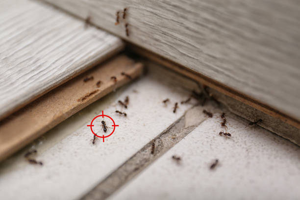 Best Spider Control Near Me  in Hillsboro, ND